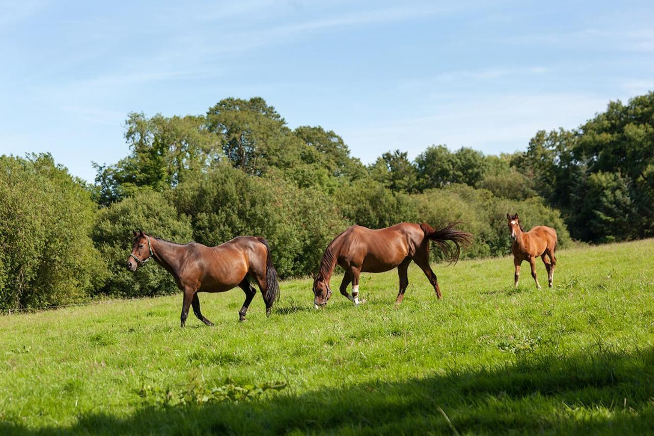 Coolcormack Stud B&B Dungarvan  Extérieur photo