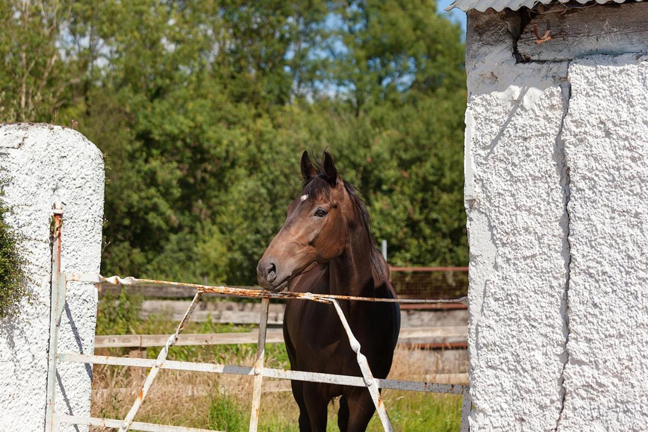 Coolcormack Stud B&B Dungarvan  Extérieur photo